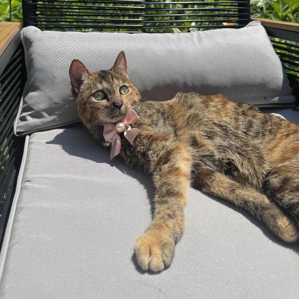 Fink, Adoptable, Adult Female Domestic Short Hair.