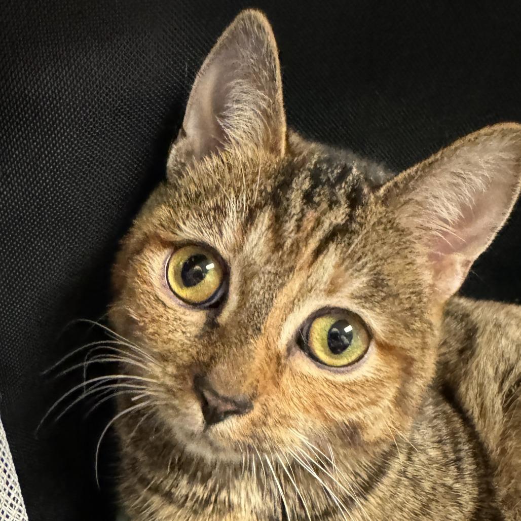 Enlarge Fink, a Adoptable mixed breed in Chicago, IL image 2/6