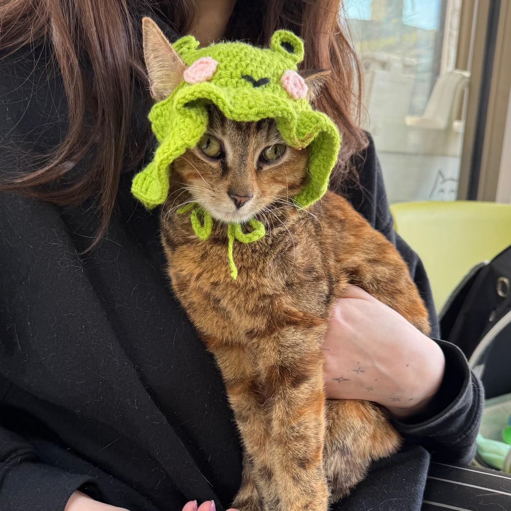 Enlarge Fink, a Adoptable mixed breed in Chicago, IL image 3/6