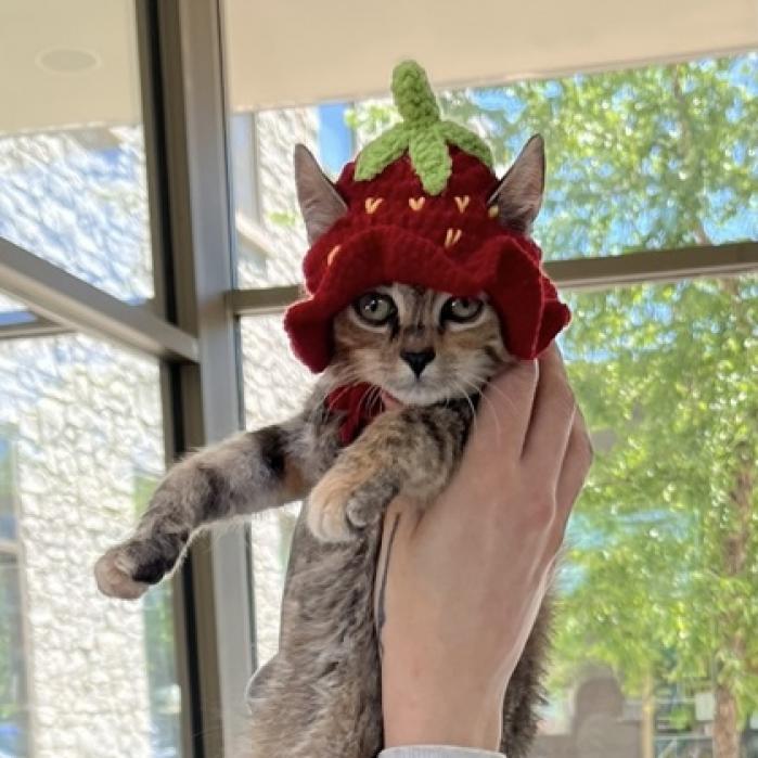 Enlarge Fink, a Adoptable mixed breed in Chicago, IL image 5/6