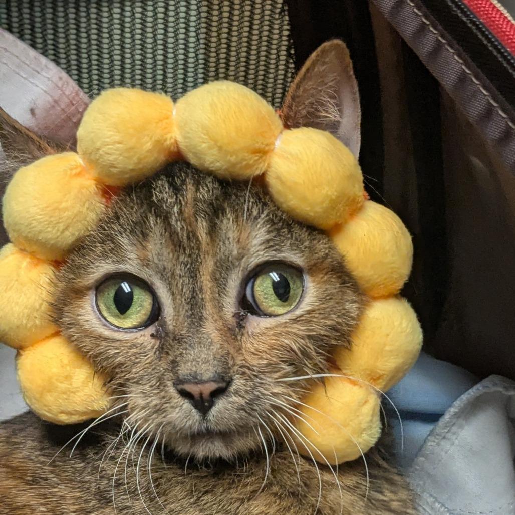 Enlarge Fink, a Adoptable mixed breed in Chicago, IL image 6/6