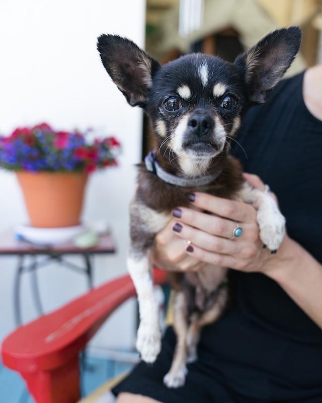 Enlarge Willow, a Adopted Chihuahua in Grass Valley, CA image 4/5
