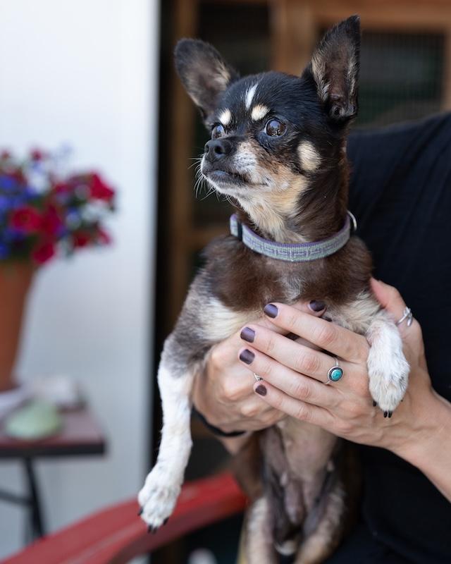 Enlarge Willow, a Adopted Chihuahua in Grass Valley, CA image 1/5