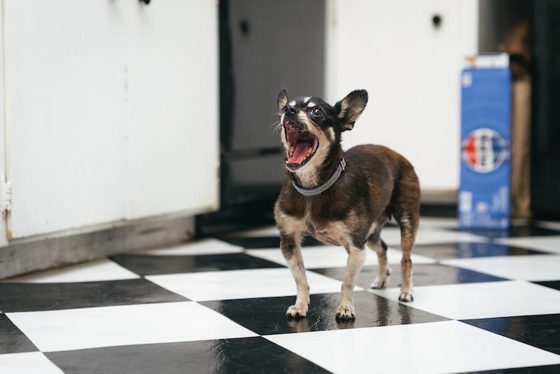 Enlarge Willow, a Adopted Chihuahua in Grass Valley, CA image 5/5