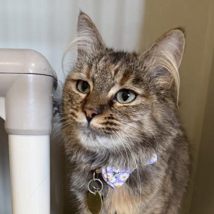 Enlarge Squirrel, an adopted mixed breed in Lansing, MI image 2/3