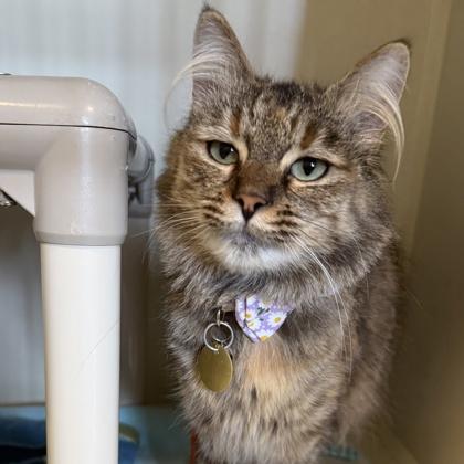 Squirrel, adopted, Adult Female Domestic Long Hair.