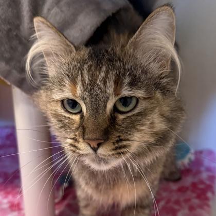 Enlarge Squirrel, an adopted mixed breed in Lansing, MI image 3/3