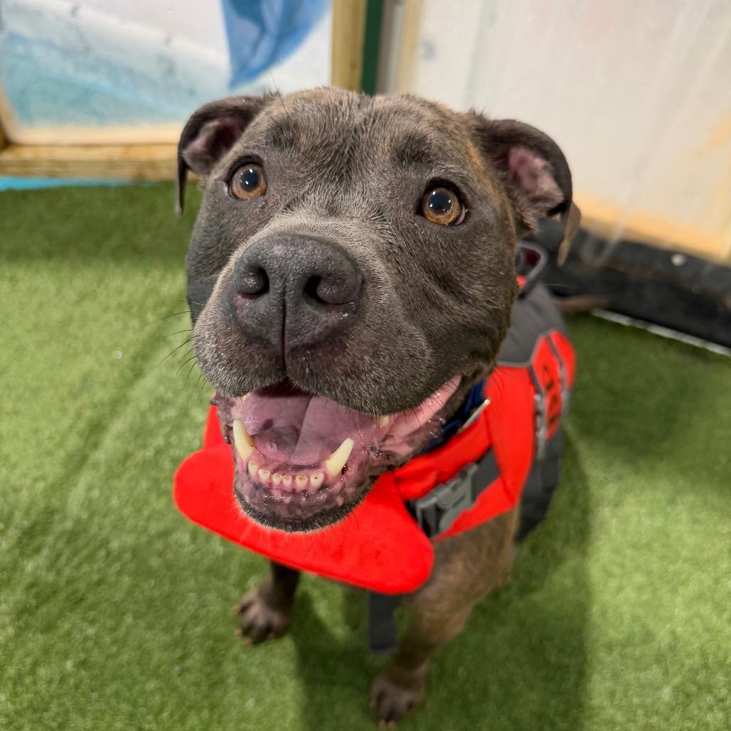 Jocko, a Adoptable Mixed Breed in Oshkosh, WI image 2/6
