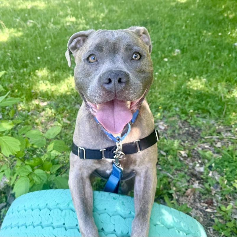 Jocko, a Adoptable Mixed Breed in Oshkosh, WI image 3/6