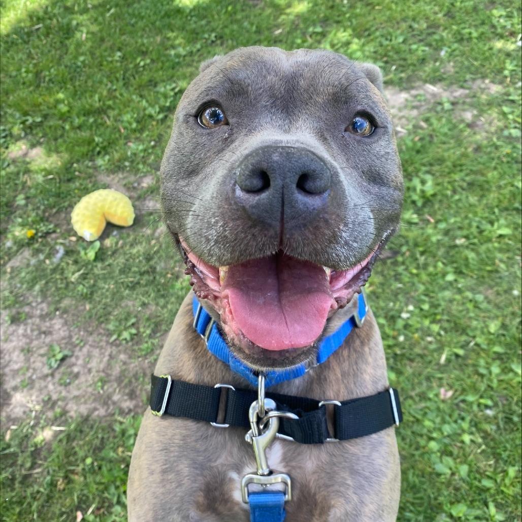 Jocko, a Adoptable Mixed Breed in Oshkosh, WI image 4/6