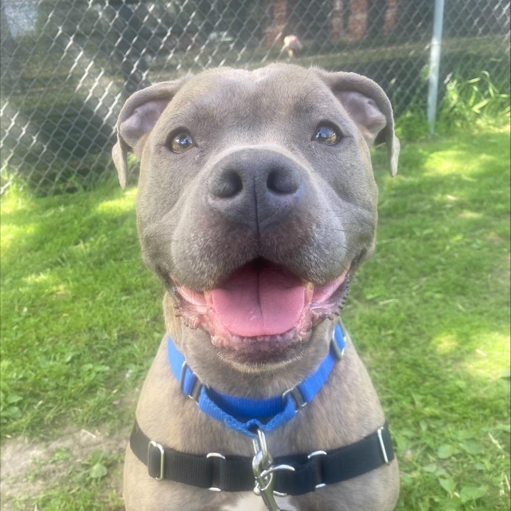 Jocko, a Adoptable Mixed Breed in Oshkosh, WI image 5/6