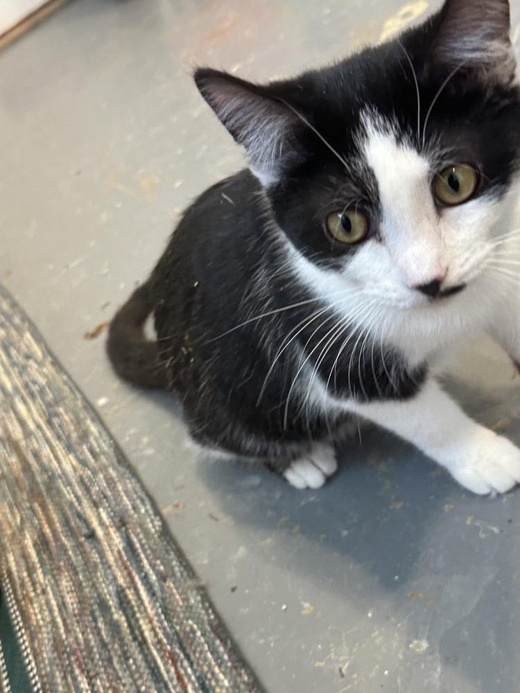 Angel, Adoptable, Young Female Domestic Short Hair.