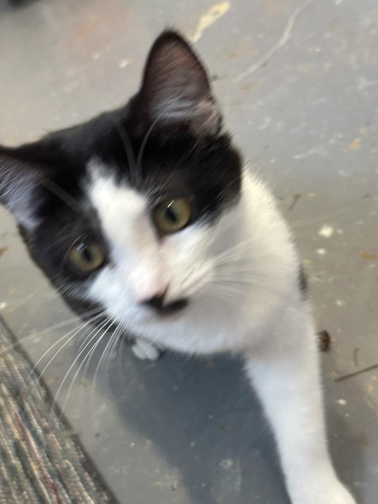 Enlarge Angel, a Adoptable Domestic Short Hair in Franklin, PA image 2/2