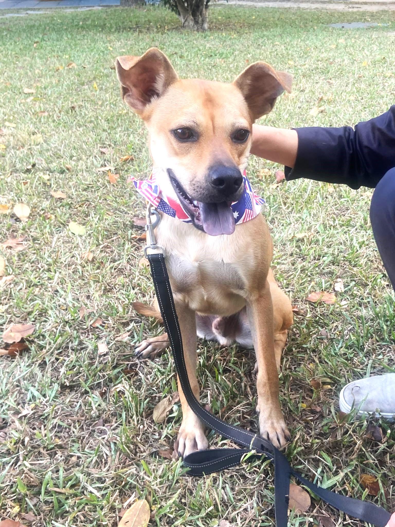 Enlarge Butter, a Adoptable mixed breed in Hacienda Heights, CA image 4/6