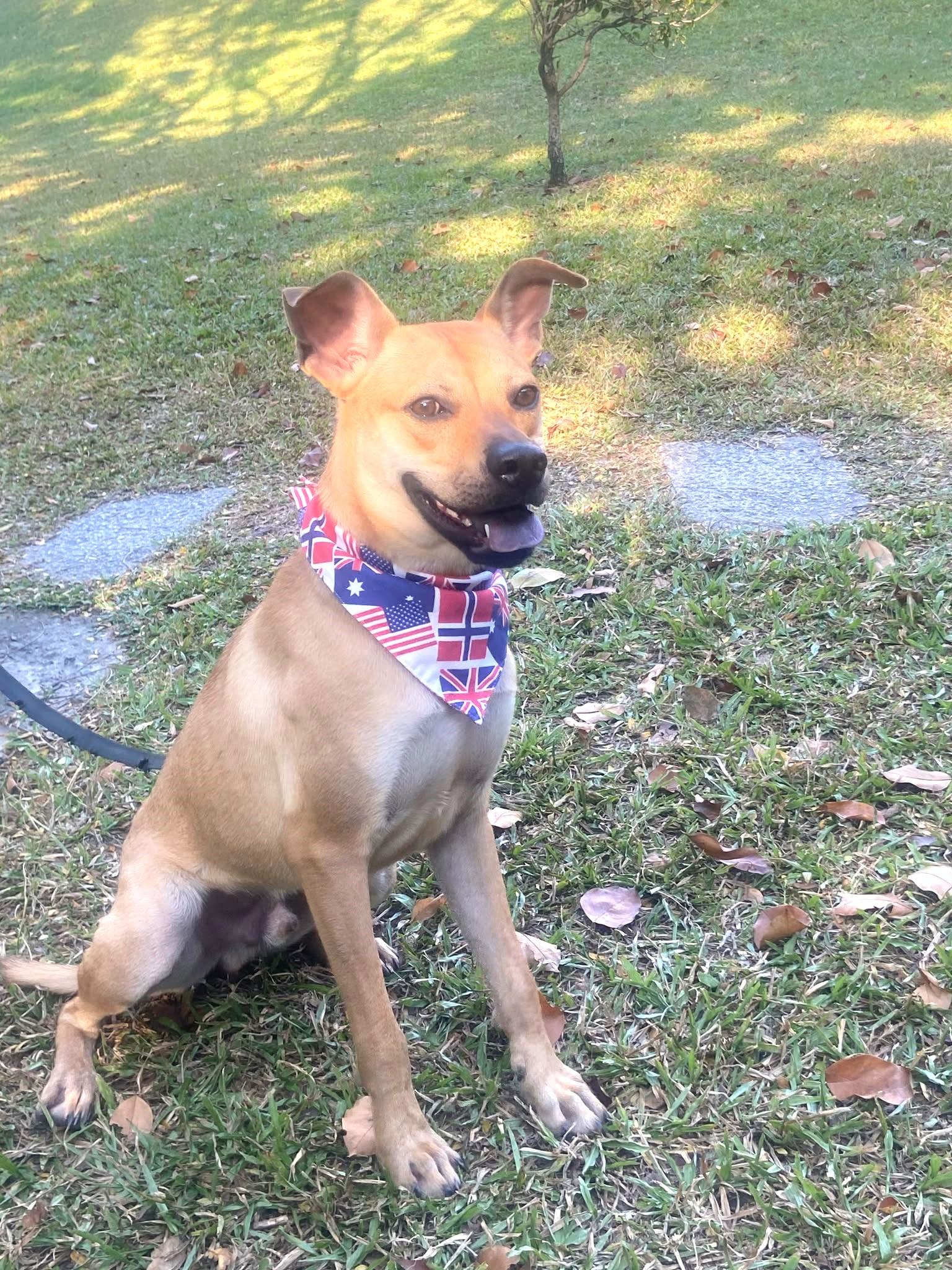 Enlarge Butter, a Adoptable mixed breed in Hacienda Heights, CA image 5/6