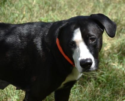 Beauty, Adopted, Adult Female Labrador Retriever & Pit Bull Terrier.