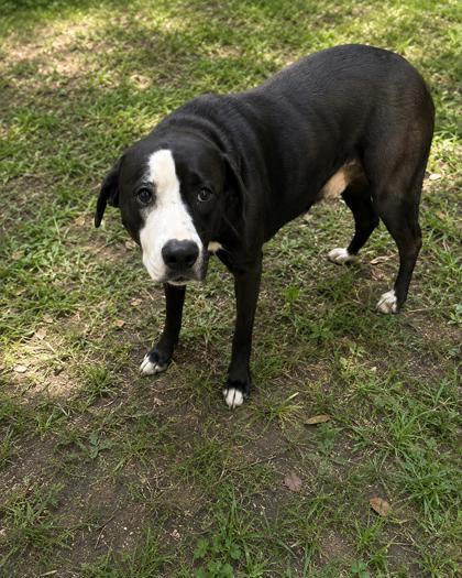 Enlarge Beauty, a Adopted mixed breed in Inverness, FL image 2/3