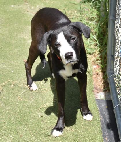 Enlarge Beauty, a Adopted mixed breed in Inverness, FL image 3/3