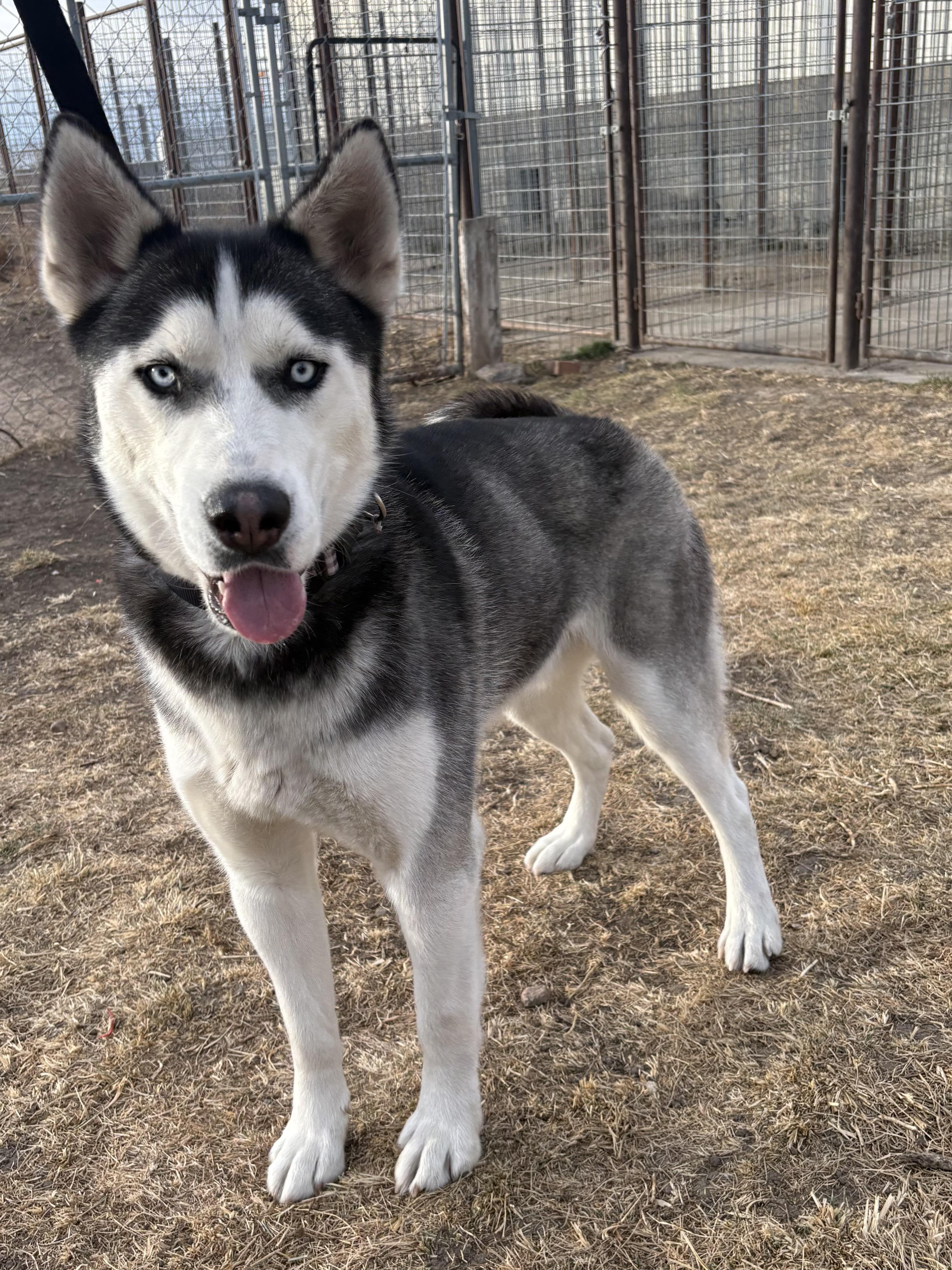 Enlarge Apollo, a ADOPTABLE Husky in Grant, NE image 1/3