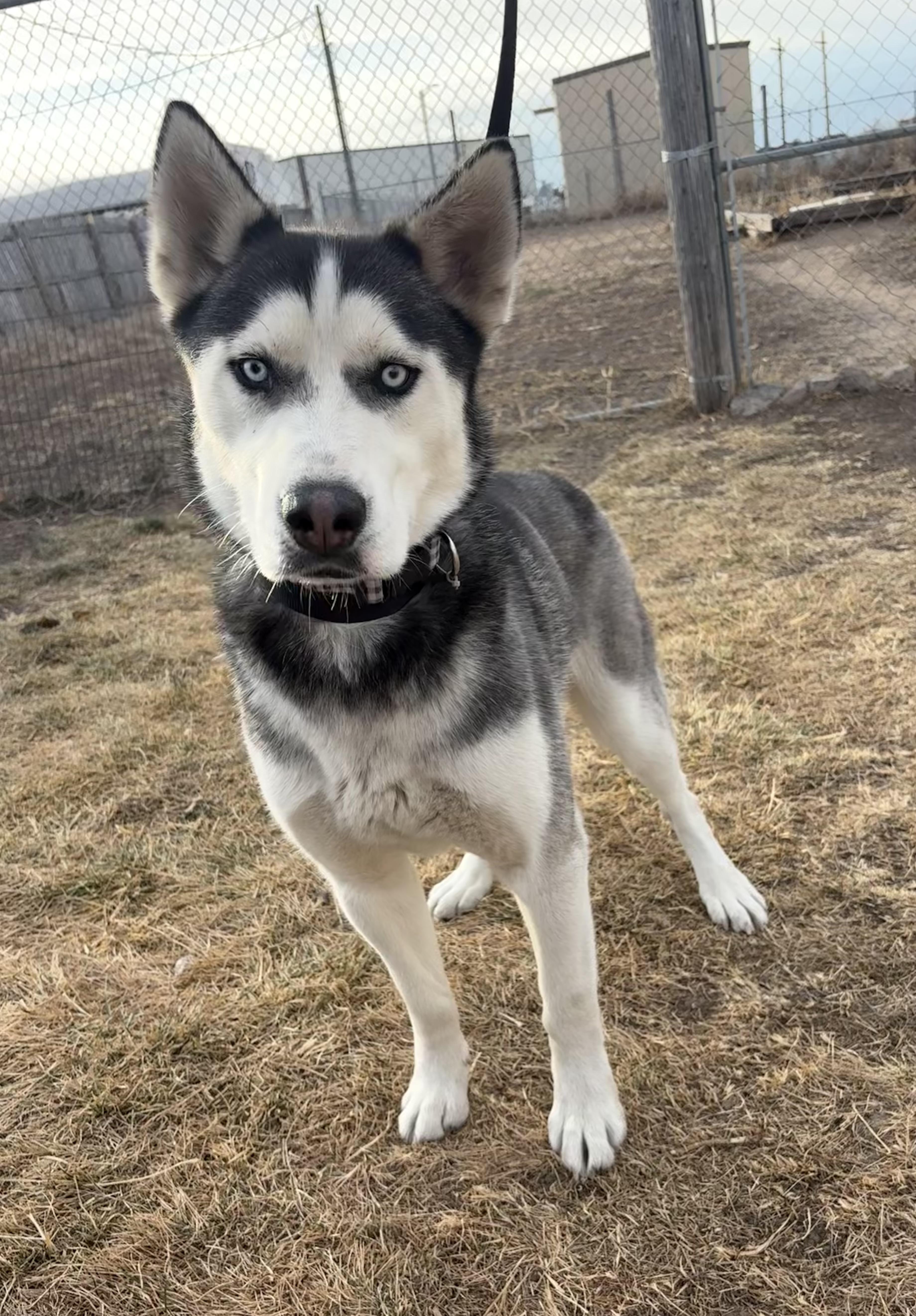Enlarge Apollo, a ADOPTABLE Husky in Grant, NE image 3/3