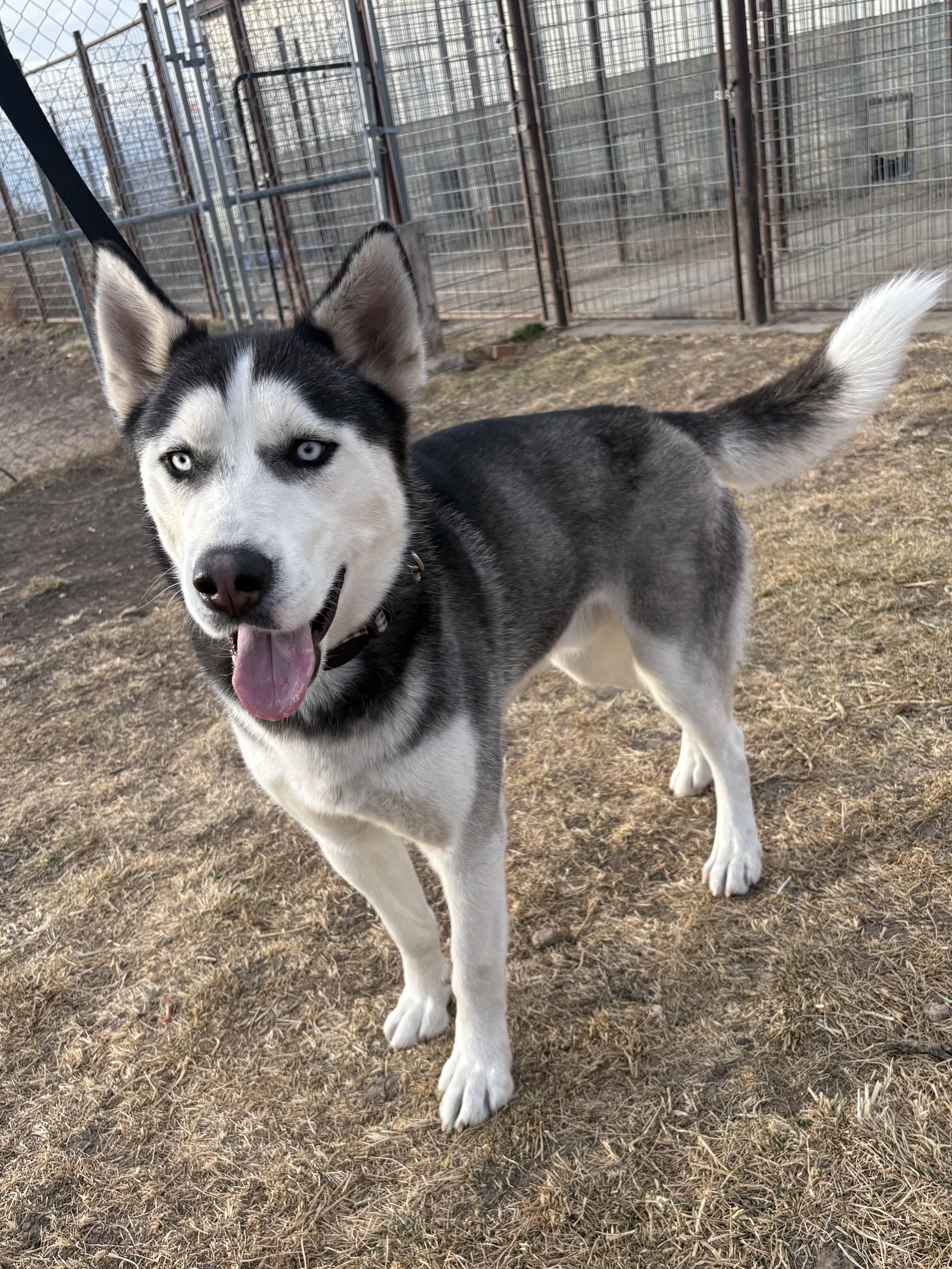 Enlarge Apollo, a ADOPTABLE Husky in Grant, NE image 2/3