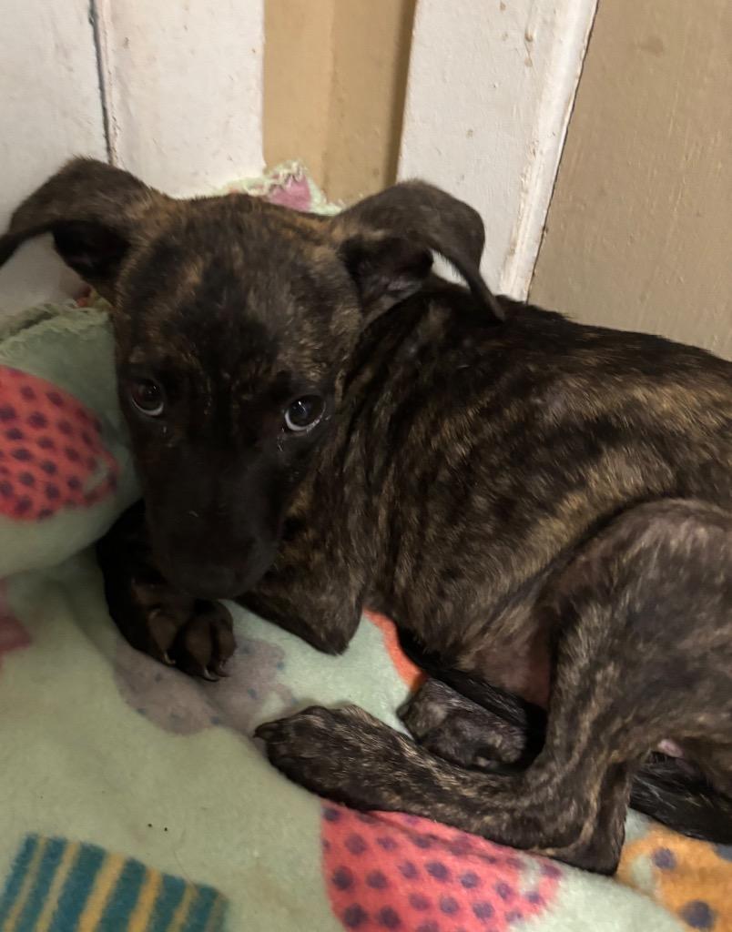 Enlarge Ivy, a Adoptable mixed breed in Ruston, LA image 3/3