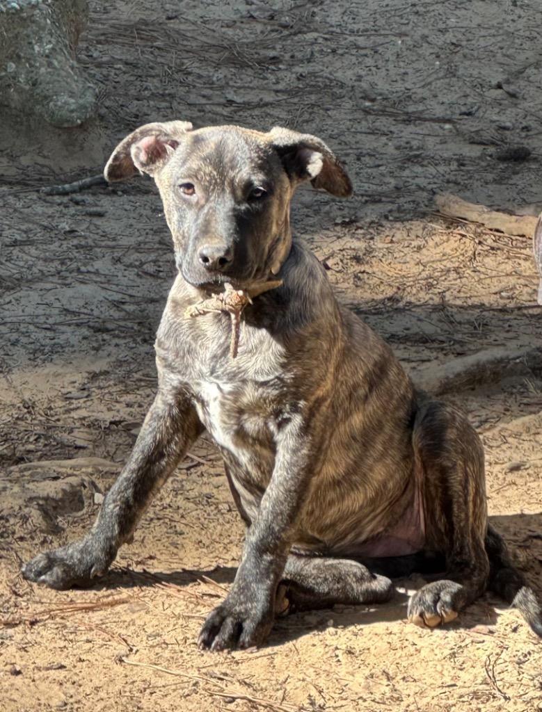 Enlarge Ivy, a Adoptable mixed breed in Ruston, LA image 2/3