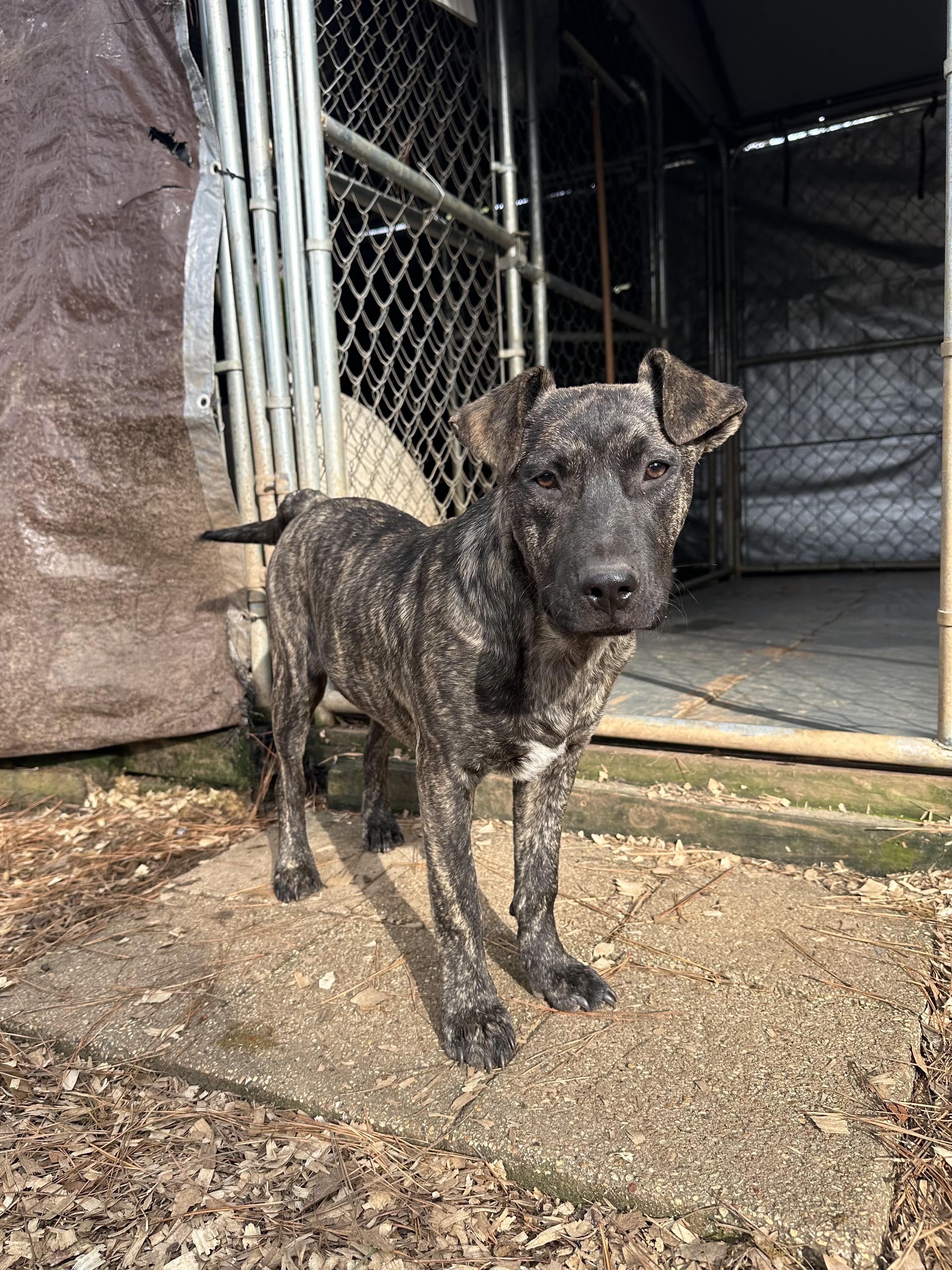 Ivy, Adoptable, Young Female Mountain Cur.