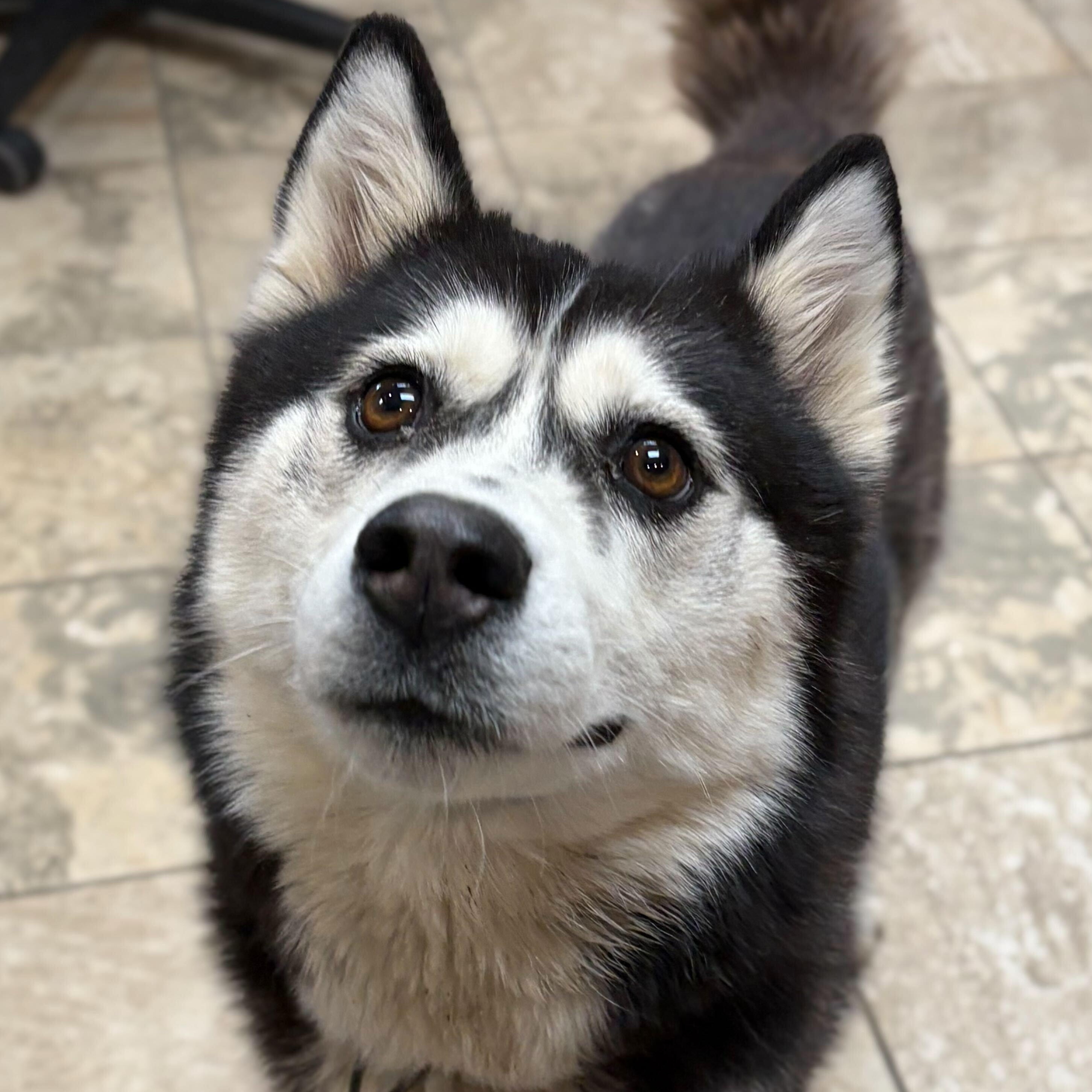 Stella , an adopted mixed breed in Jefferson, WI image 3/3