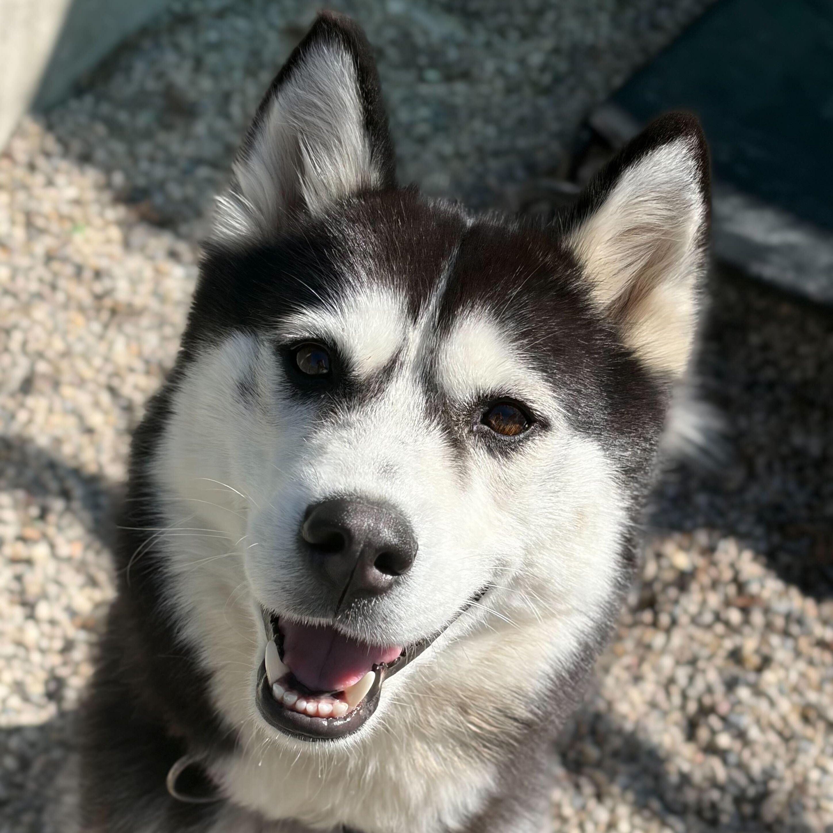 Stella , an adopted mixed breed in Jefferson, WI image 1/3