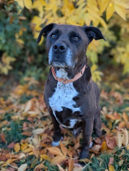 Buddy, Adoptable, Puppy Male Pit Bull Terrier & Labrador Retriever.