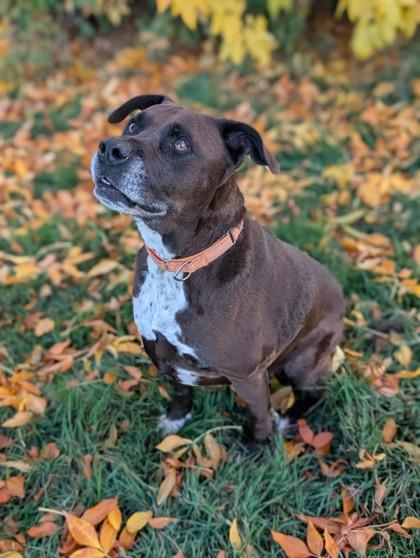 Enlarge Buddy, a Adoptable mixed breed in Yakima, WA image 3/3