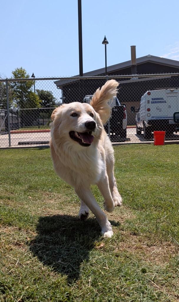 Enlarge Hal, a Adoptable mixed breed in Seguin, TX image 1/3