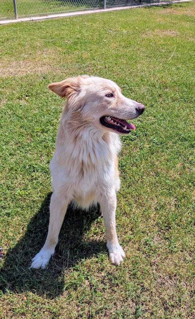 Enlarge Hal, a Adoptable mixed breed in Seguin, TX image 2/3