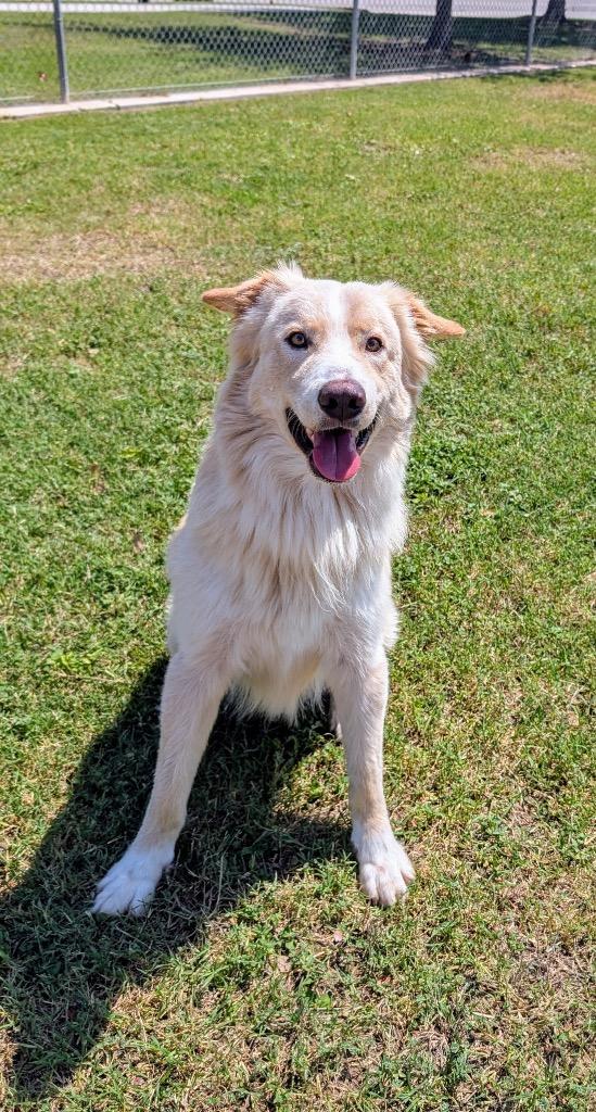 Enlarge Hal, a Adoptable mixed breed in Seguin, TX image 3/3