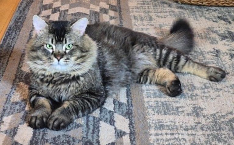 Harley, ADOPTABLE, Young Male Domestic Long Hair.