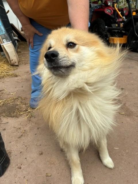 Chewbacca, ADOPTABLE, Adult Male Pomsky.