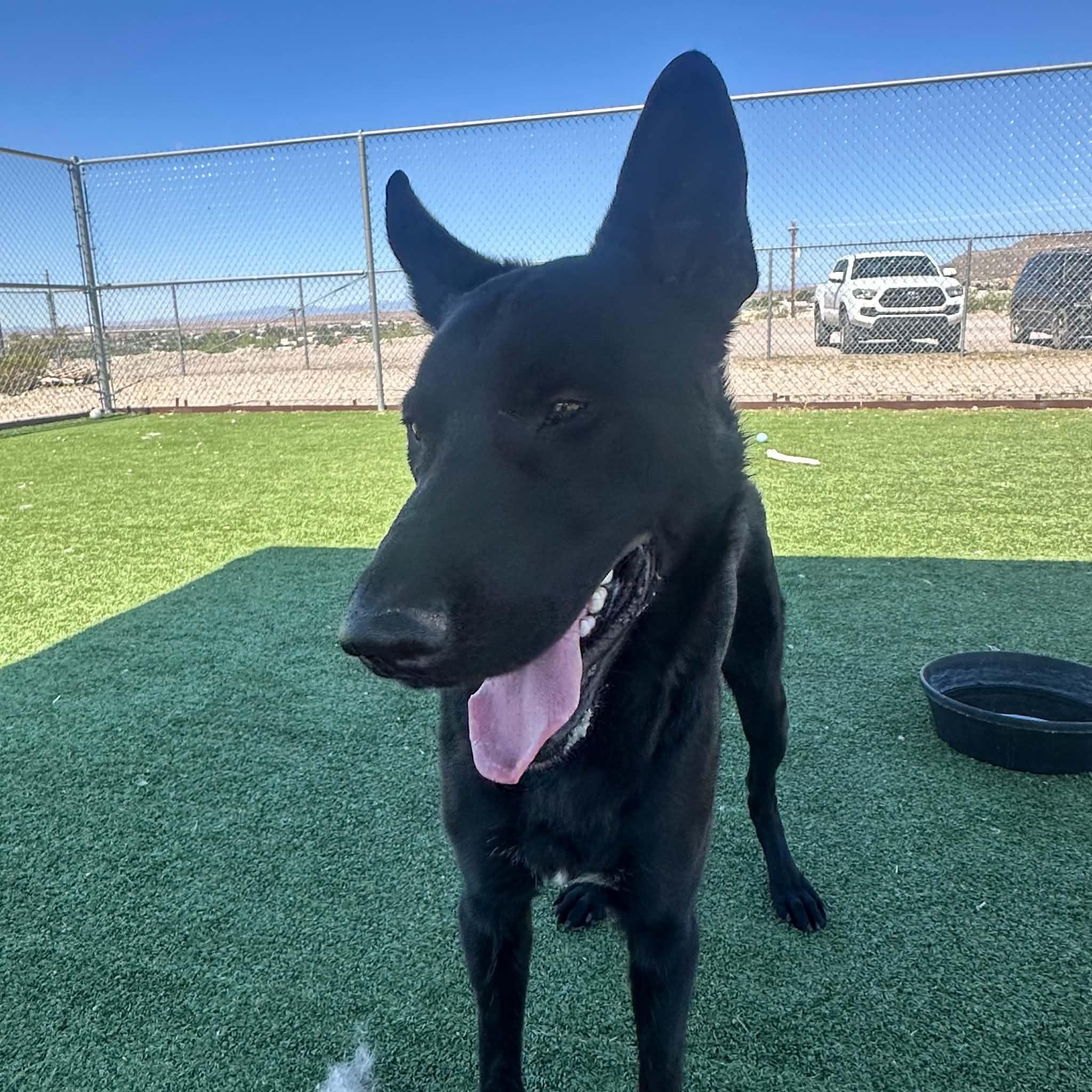 Enlarge Zeus, a ADOPTABLE mixed breed in Truth or Consequences , NM image 1/6