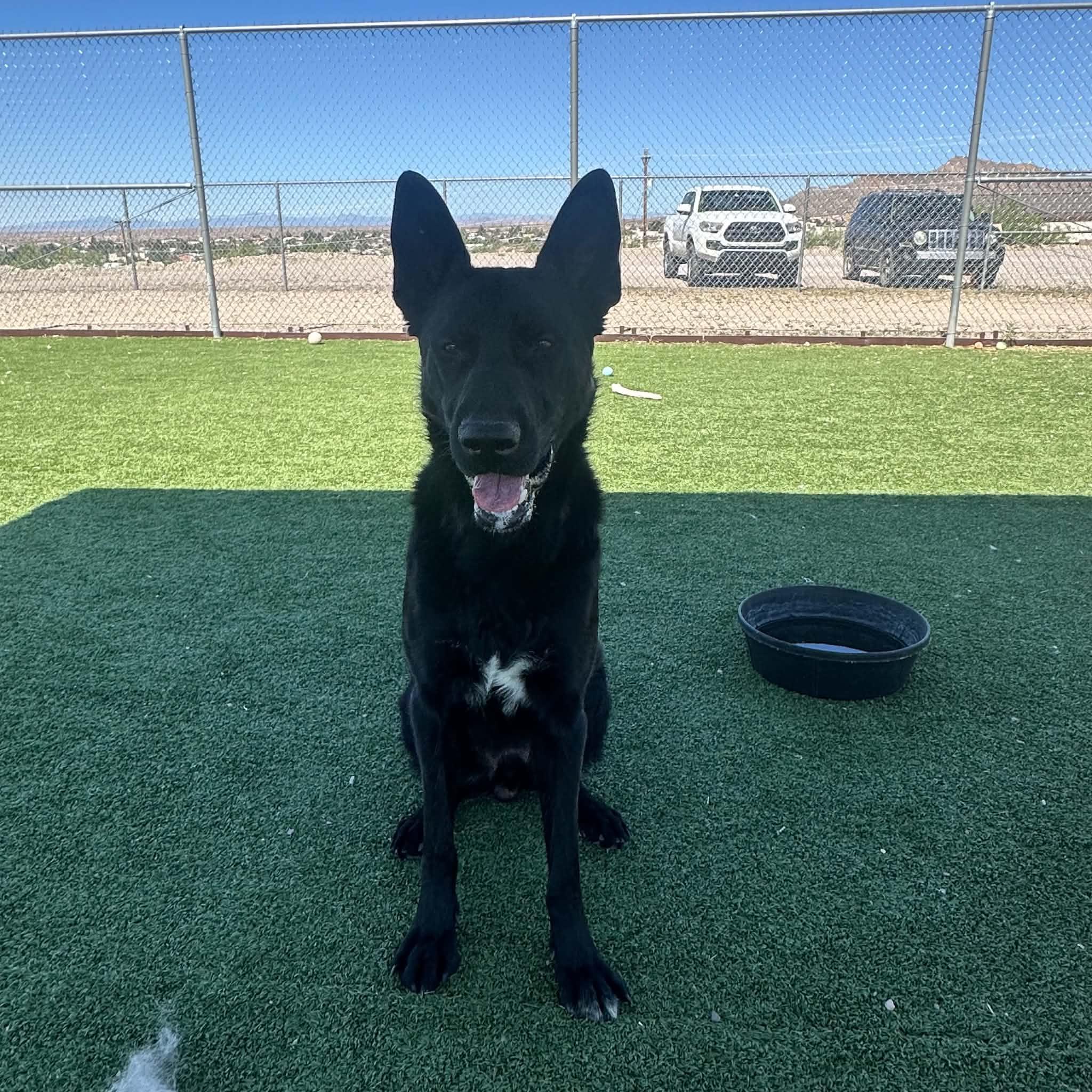 Enlarge Zeus, a ADOPTABLE mixed breed in Truth or Consequences , NM image 2/6