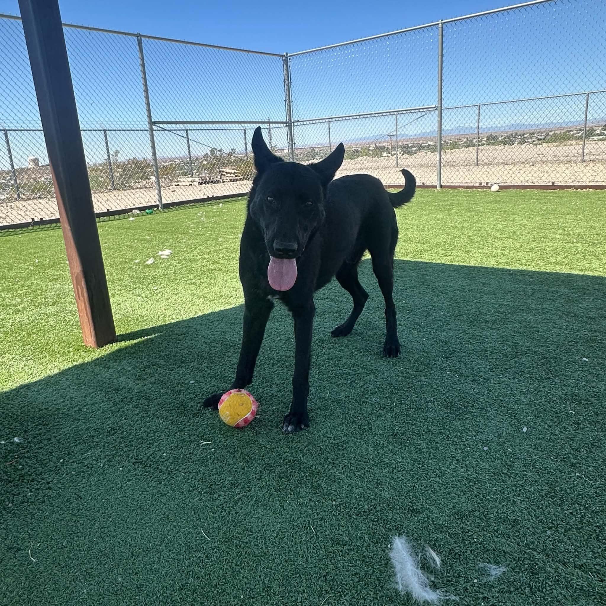 Enlarge Zeus, a ADOPTABLE mixed breed in Truth or Consequences , NM image 4/6