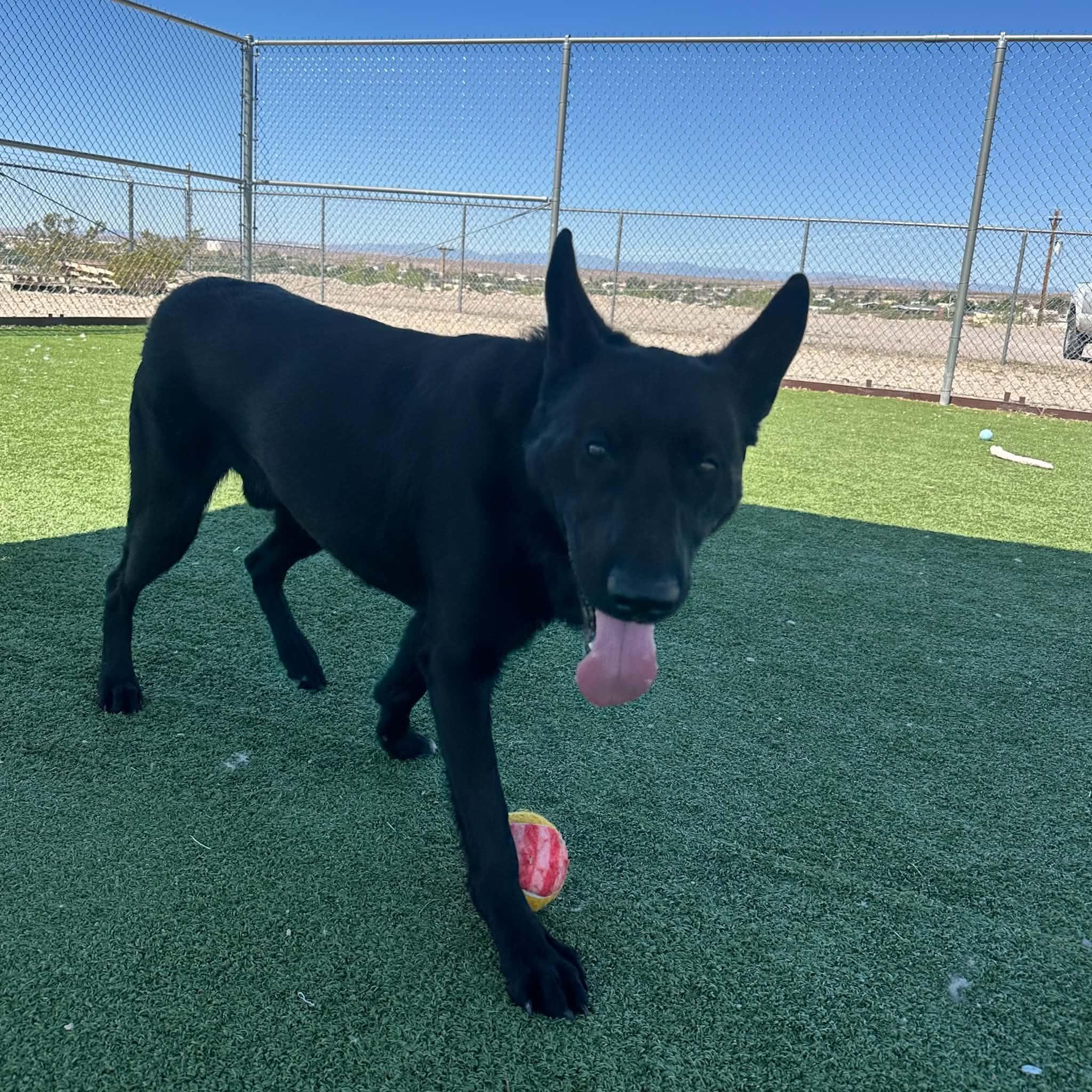 Enlarge Zeus, a ADOPTABLE mixed breed in Truth or Consequences , NM image 6/6