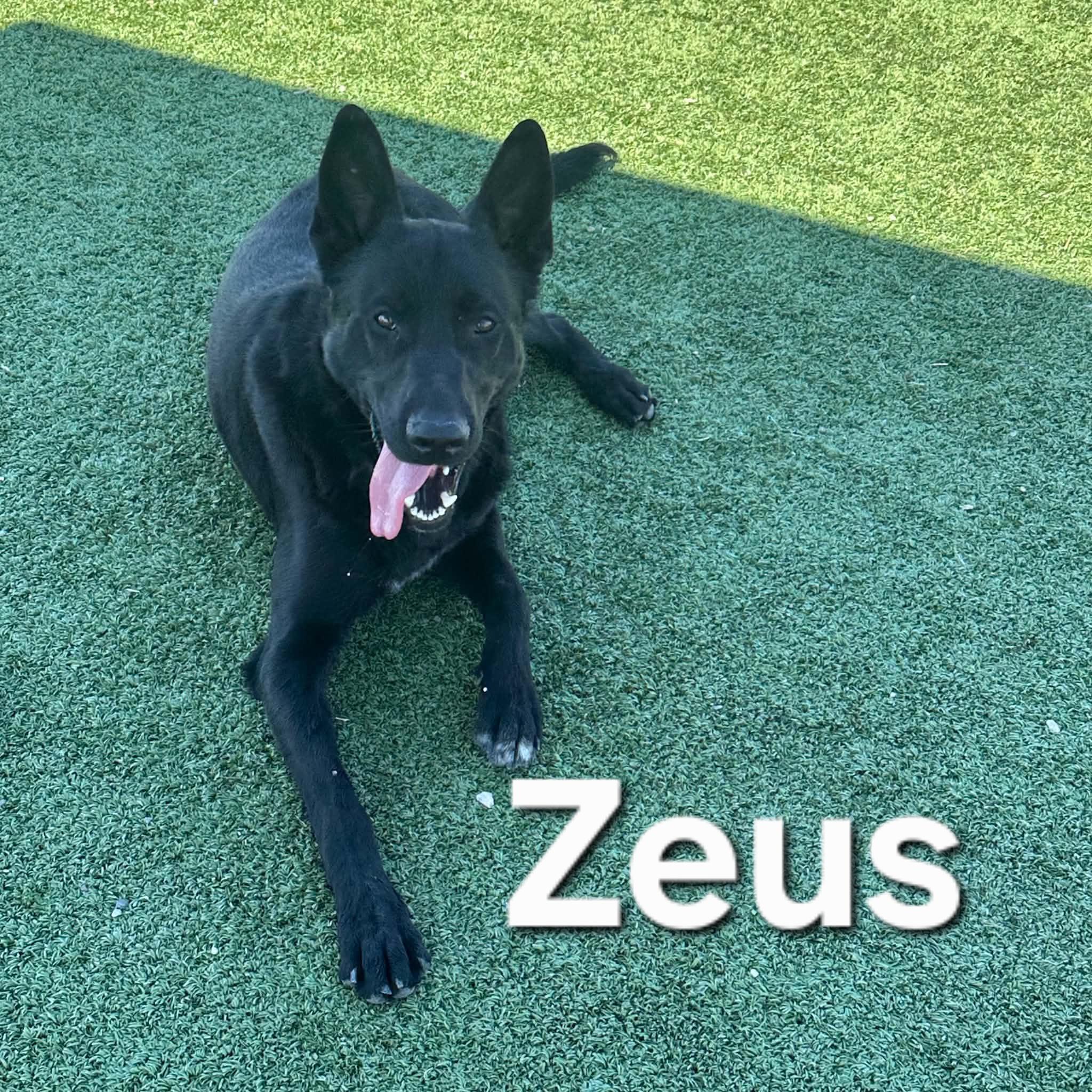 Enlarge Zeus, a ADOPTABLE mixed breed in Truth or Consequences , NM image 3/6