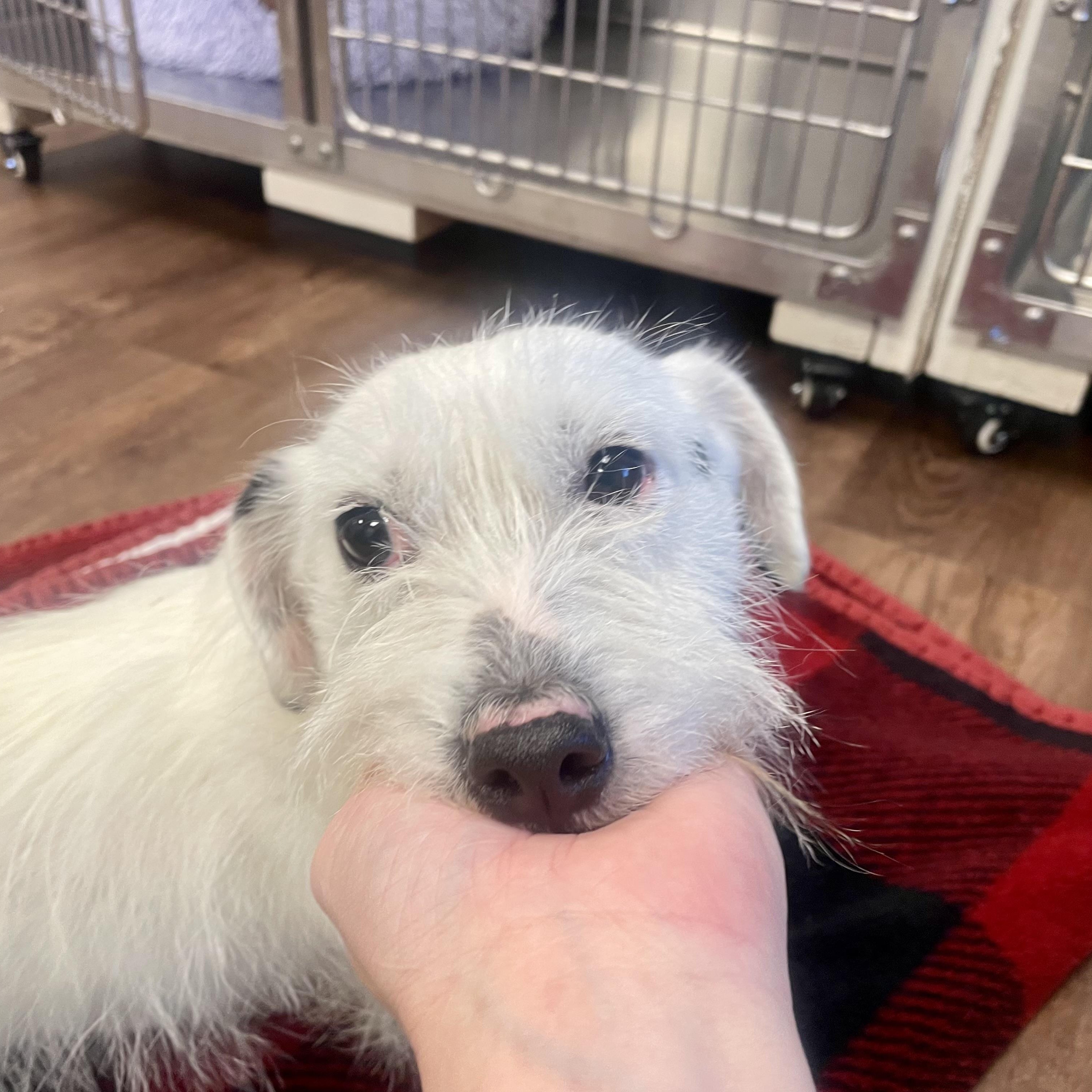 Enlarge Roo, a ADOPTABLE mixed breed in High View, WV image 2/6