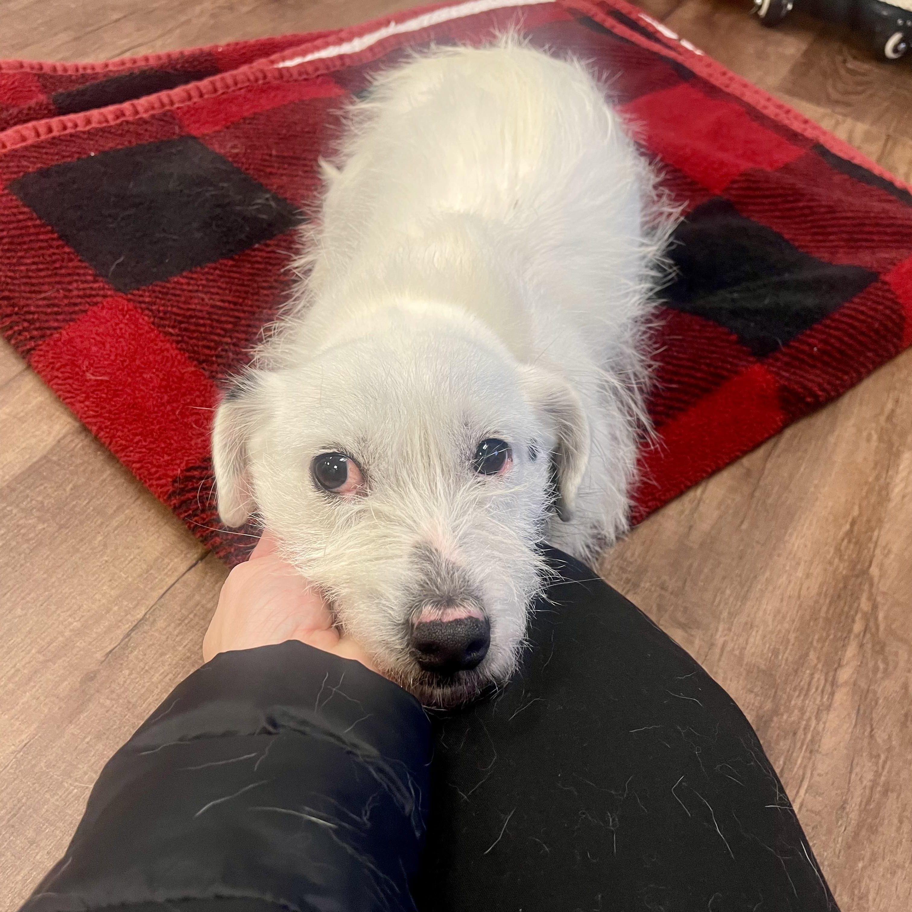 Enlarge Roo, a ADOPTABLE mixed breed in High View, WV image 6/6