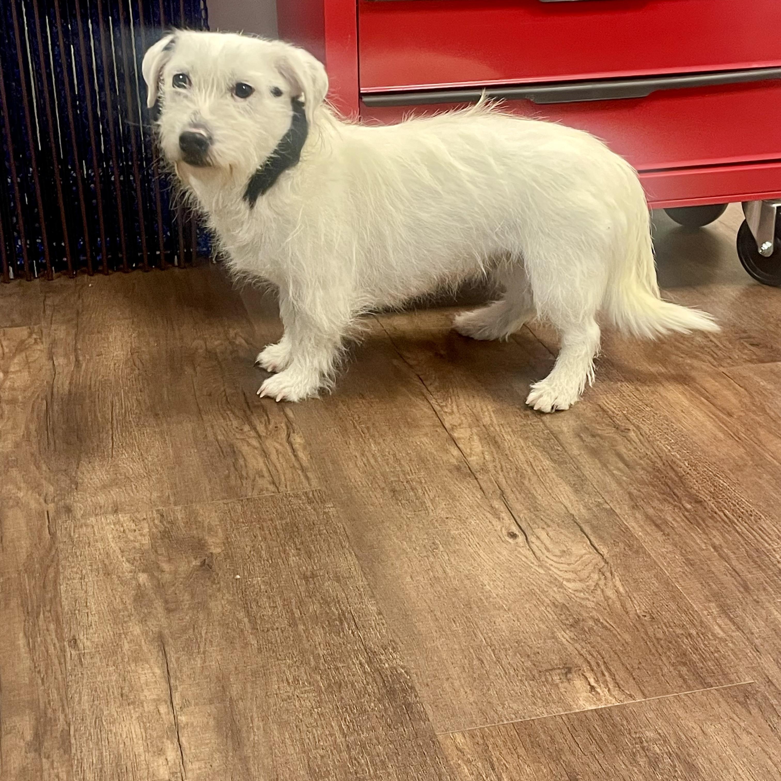 Roo, ADOPTABLE, Adult Female Jack Russell Terrier & West Highland White Terrier / Westie.