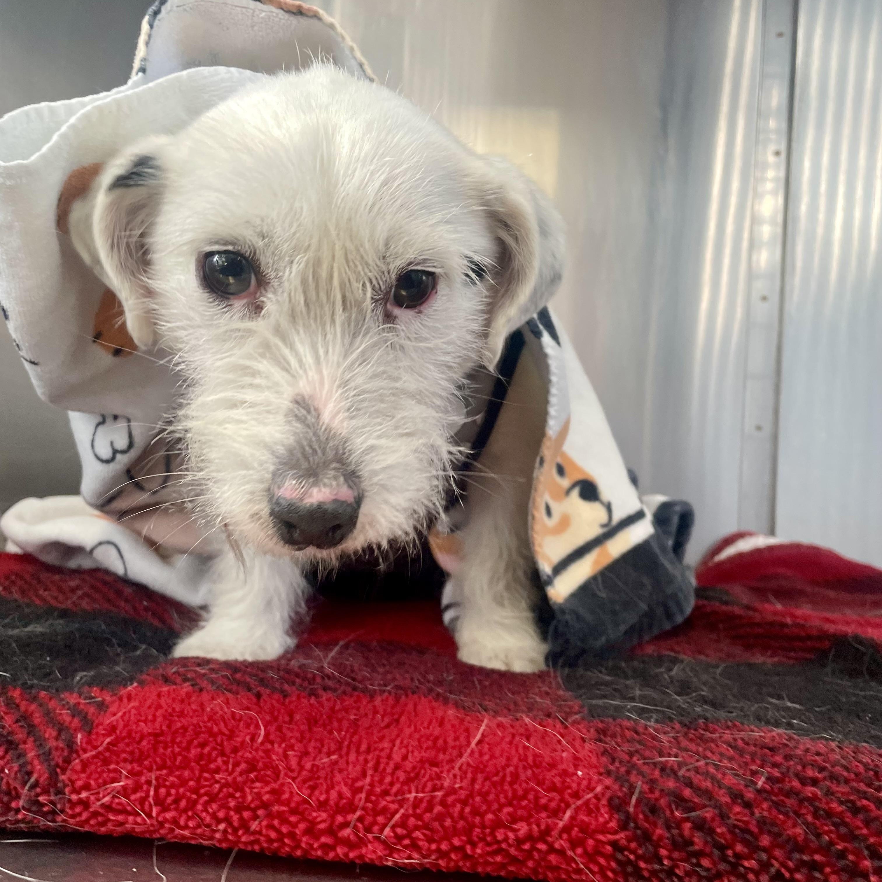 Enlarge Roo, a ADOPTABLE mixed breed in High View, WV image 4/6