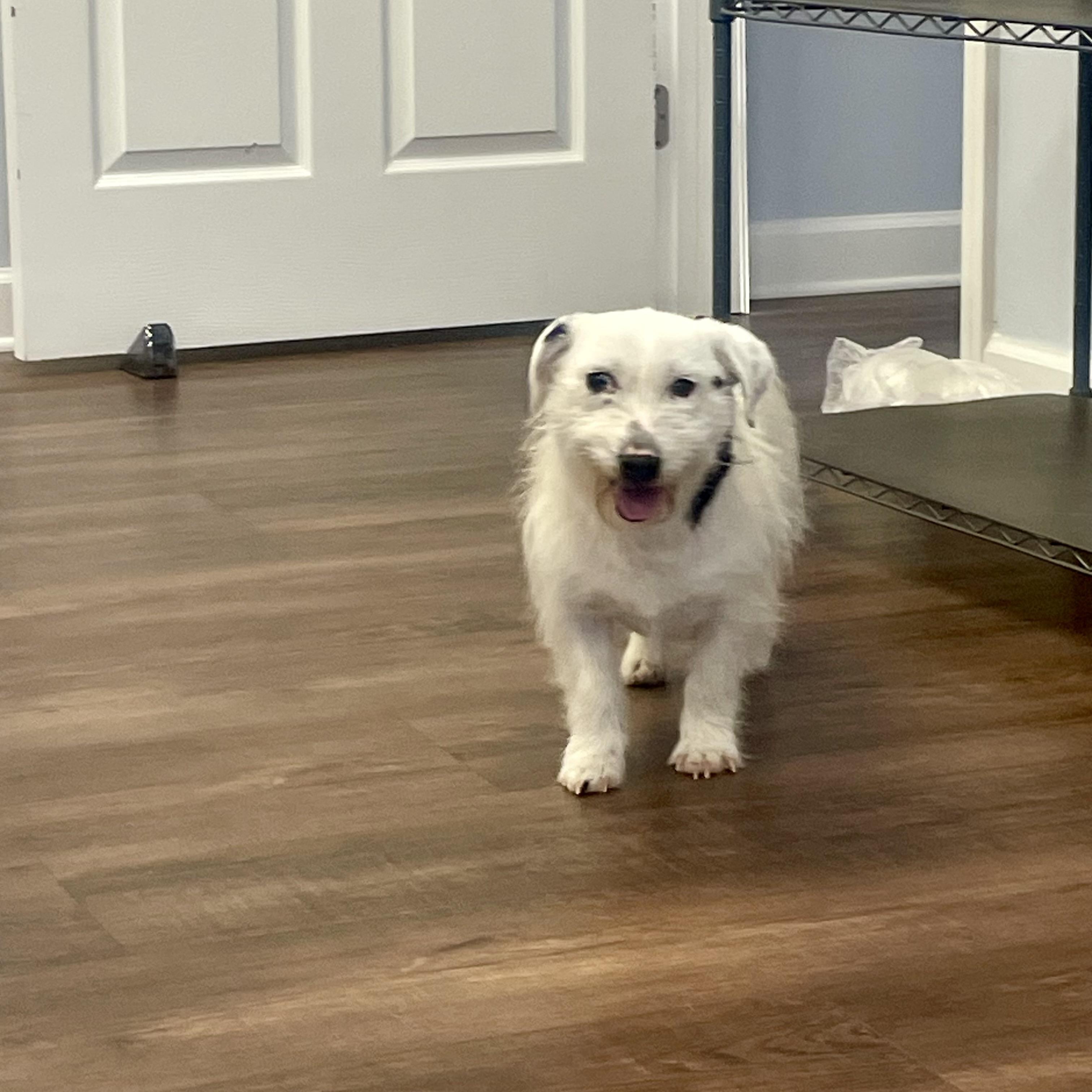 Enlarge Roo, a ADOPTABLE mixed breed in High View, WV image 3/6