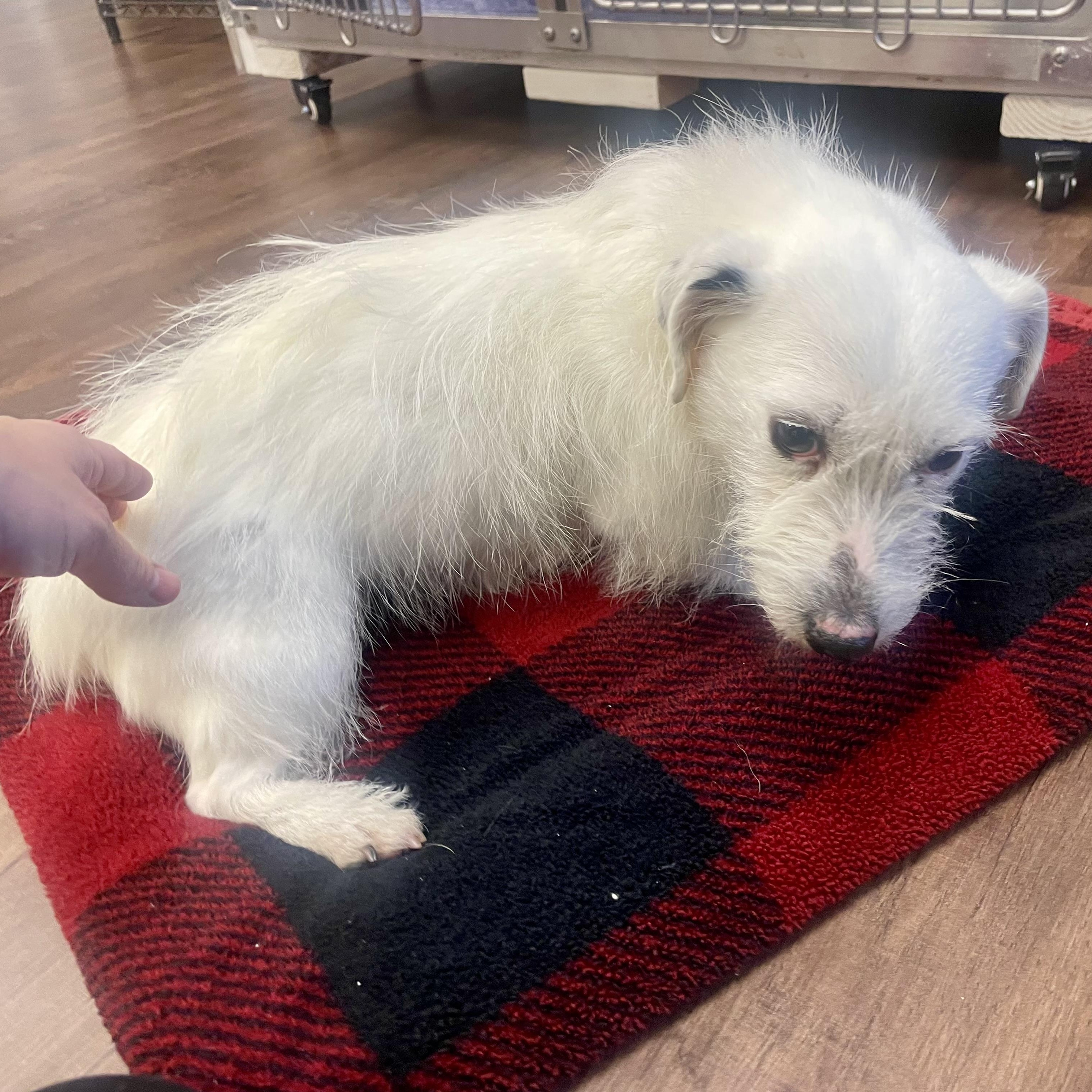 Enlarge Roo, a ADOPTABLE mixed breed in High View, WV image 5/6