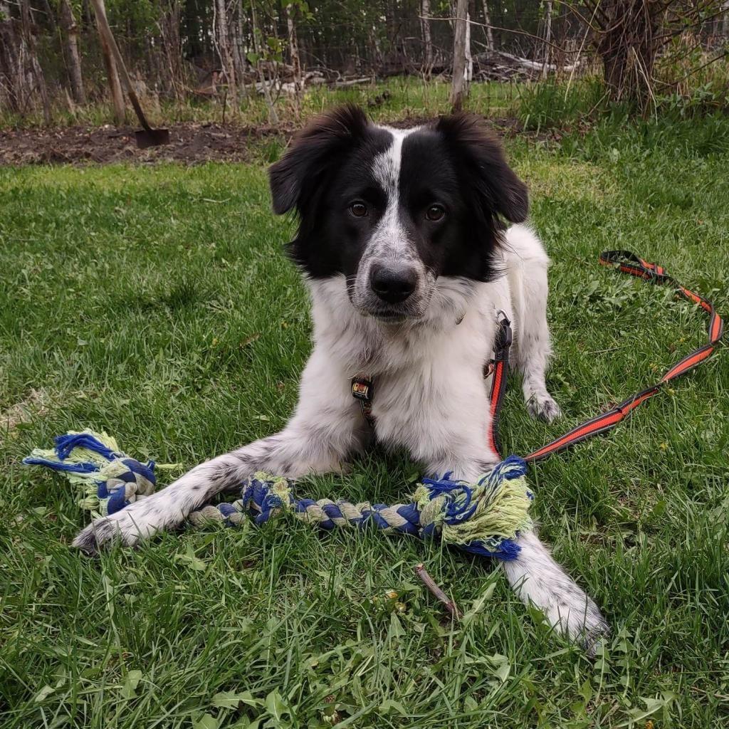 Eddy, Adoptable, Adult Male Border Collie & Great Pyrenees.