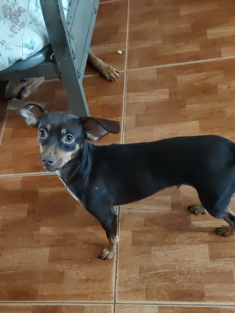 Grace, a Adoptable mixed breed in Huntington, NY image 1/5